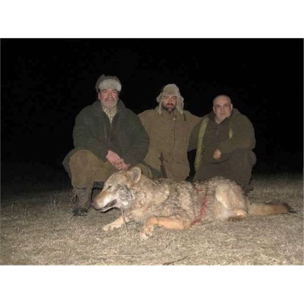 MACEDONIA - WOLF HUNT WITH RIFLE FOR 2 HUNTERS