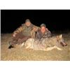 Image 3 : MACEDONIA - WOLF HUNT WITH RIFLE FOR 2 HUNTERS