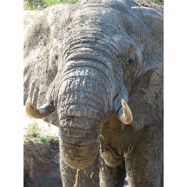 SOUTH AFRICA - 7 DAY PHOTOGRAPHIC SAFARI FOR 2 WITH HUNT OPTION