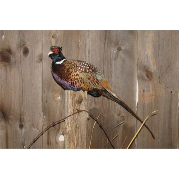 $275 GIFT CERTIFICATE FOR TAXIDERMY WORK