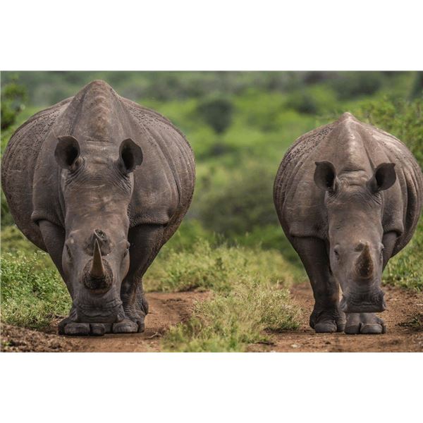 SOUTH AFRICA - SIX DAY GUIDED PHOTOGRAPHIC SAFARI FOR 2 PEOPLE