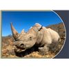 Image 2 : Darted Rhino and Springbuck Slam - African Field Sports