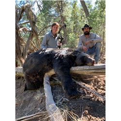 New Mexico Black Bear and Lion hunt with hounds - B/B Ranch Hounds