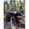 Image 1 : New Mexico Black Bear and Lion hunt with hounds - B/B Ranch Hounds