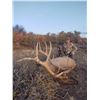 Image 2 : Colorado Trophy Elk hunt - North Rim Trophy Hunts