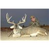 Image 2 : Trophy Whitetail Hunt for 2 hunters - KickBACK Ranch