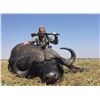 Image 1 : Zambia Buffalo, Croc & Hippo hunt for 3 hunters - Dzombo Hunting Safaris