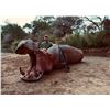 Image 3 : Zambia Buffalo, Croc & Hippo hunt for 3 hunters - Dzombo Hunting Safaris
