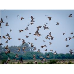 Argentina Dove Hunt for 4 hunters - Pointer Wingshooting