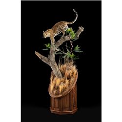 Custom Taxidermy and Pedestal Base - Julian & Sons and Prairie Mountain Wildlife Studio