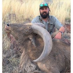 West Texas Aoudad Hunt - Brosig's Custom Taxidermy