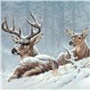 Image 2 : Larry Fanning (1938-2014), "Bedded Down - Whitetail Deer" Limited Edition Lithog