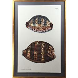 Coastal Clam Shell Print