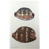 Image 2 : Coastal Clam Shell Print