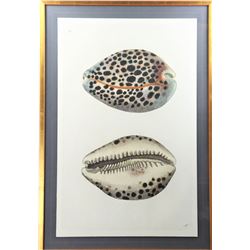 Tiger Cowry Shell  Print