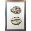 Image 1 : Tiger Cowry Shell  Print