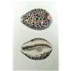 Image 2 : Tiger Cowry Shell  Print