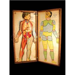 Anatomical Medical Display