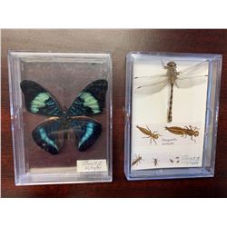 Single Butterfly and Dragonfly Display Case Lot of 2