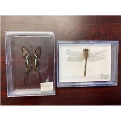 Single Butterfly and Dragonfly Display Case Lot of 2