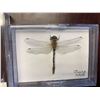 Image 2 : Single Butterfly and Dragonfly Display Case Lot of 2