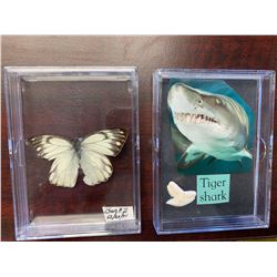 Single Butterfly and Tiger Shark Tooth Display Case Lot of 2