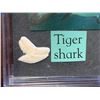 Image 2 : Single Butterfly and Tiger Shark Tooth Display Case Lot of 2