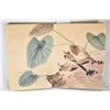 Image 2 : Watercolour and ink album "Bird Garden" purportedly early 20th century