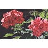 Image 2 : Framed original watercolour painting of geraniums by artist V. Theifelder 1984, 6" X 9"