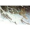 Image 2 : Framed limited edition print "Cougar in the Snow" 5842/11857 pencil signed by artist Robert Bateman 
