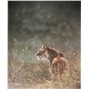 Image 2 : Framed Ducks Unlimited limited edition print "Morning Majesty" 1699/2007 pencil signed by artist Den