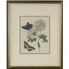 Image 1 : HANDCOLORED ENGRAVING P. SLAYIER SCULP BOTANICAL B