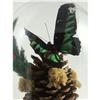 Image 2 : TOPIARY BUTTERFLIES PINE CONES DRIED FLOWERS