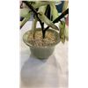Image 8 : 2 JADE TREES