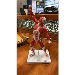 HUMAN MUSCLE ANATOMY FIGURE