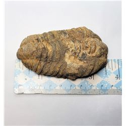 2)  TRIBOLITE FOSSIL, 400 MILLION YEARS OLD