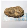 Image 1 : 2)  TRIBOLITE FOSSIL, 400 MILLION YEARS OLD