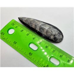 19)  NATURAL ORTHOGERUS SQUID FOSSIL