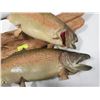 Image 3 : PAIR OF TAXIDERMY TROUT MOUNTS