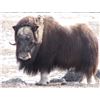 Image 1 : Inuit Outfitting ApS Greenland Winter Musk Ox Hunt (second trip!)