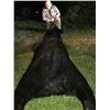 Image 3 : BIG Black Bear hunt in Minnesota