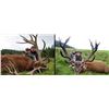 Image 1 : International Adventures Unlimited Scotland Red Stag Hunt