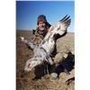 Image 1 : Safari Unlimited- Sandhill Crane Hunt in Texas For 2 Hunters