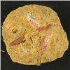 Image 2 : Tom Pergola, "Future Fossil: Twinkies" Original Mixed Media Sculpture Mounted on