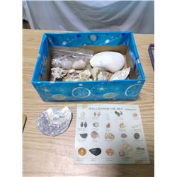 shell collection