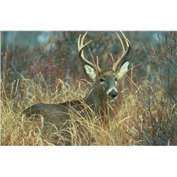 Southeast Iowa - 5 Day Whitetail Hunt for 1 Hunter