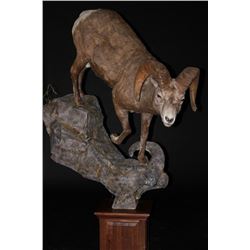 $750 Taxidermy Credit