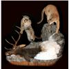 Image 2 : $750 Taxidermy Credit