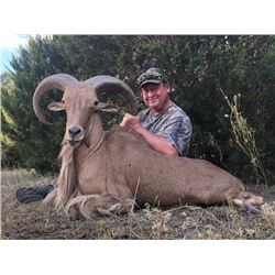Free Range Barbary Sheep (Aoudad) in New Mexico