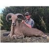 Image 1 : Free Range Barbary Sheep (Aoudad) in New Mexico